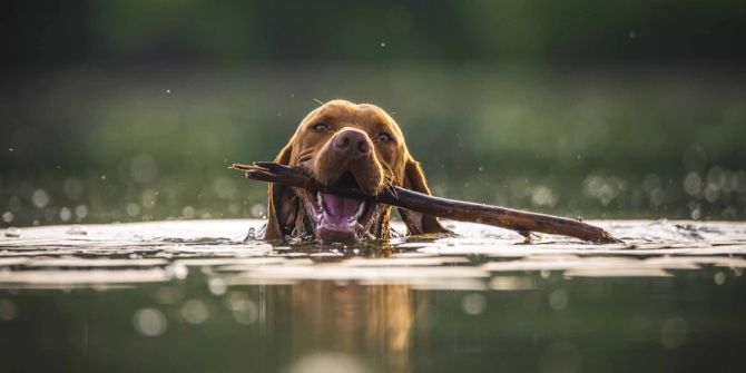 Hund im Wasser