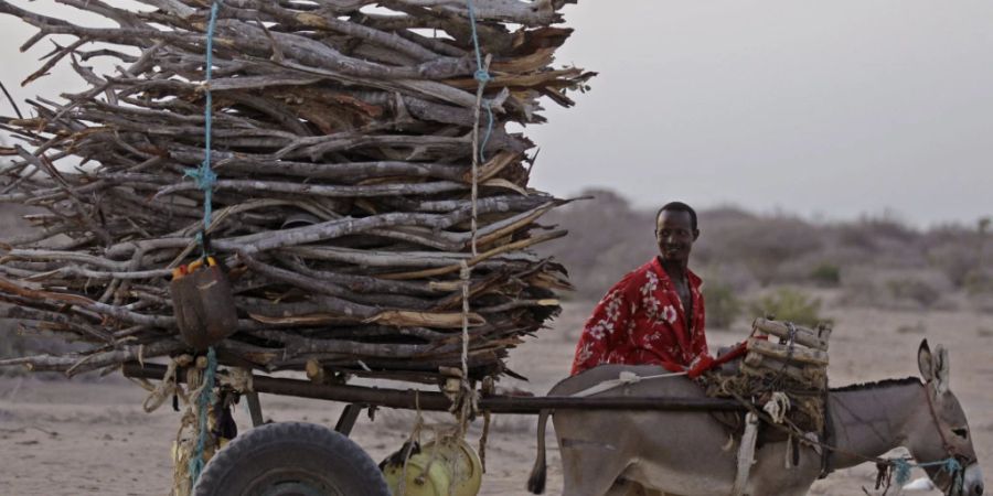 Ein Mann transportiert Holz auf einem Eselskarren in der Nähe der Stadt Dadaab in Kenia. (Archivbild)