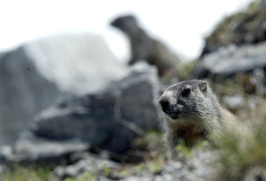 In den Futtersäcken ist zudem Nahrung enthalten, die die Tiere in der Wildnis nicht essen würden. (Symbolbild)