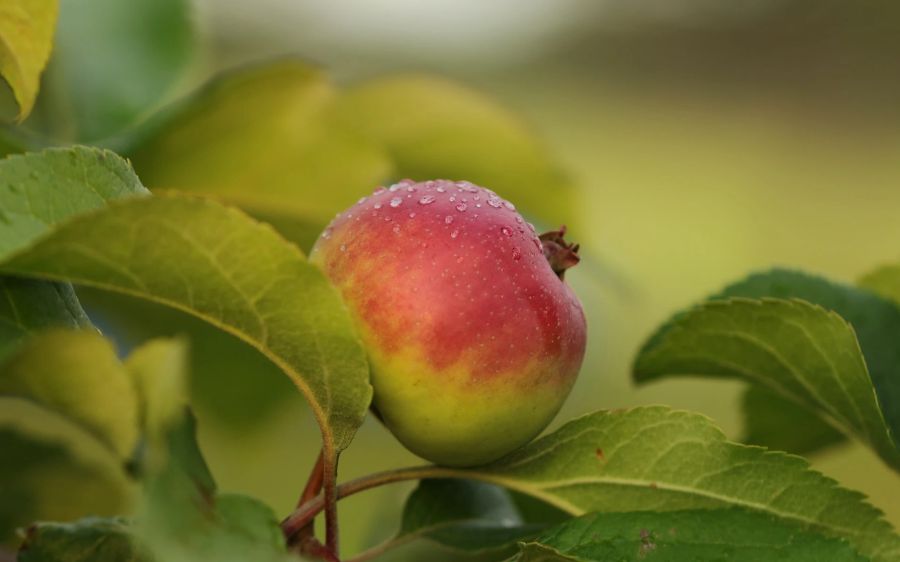 Obst Apfel Schweiz