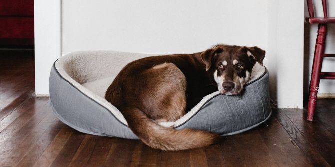 Hund im Körbchen