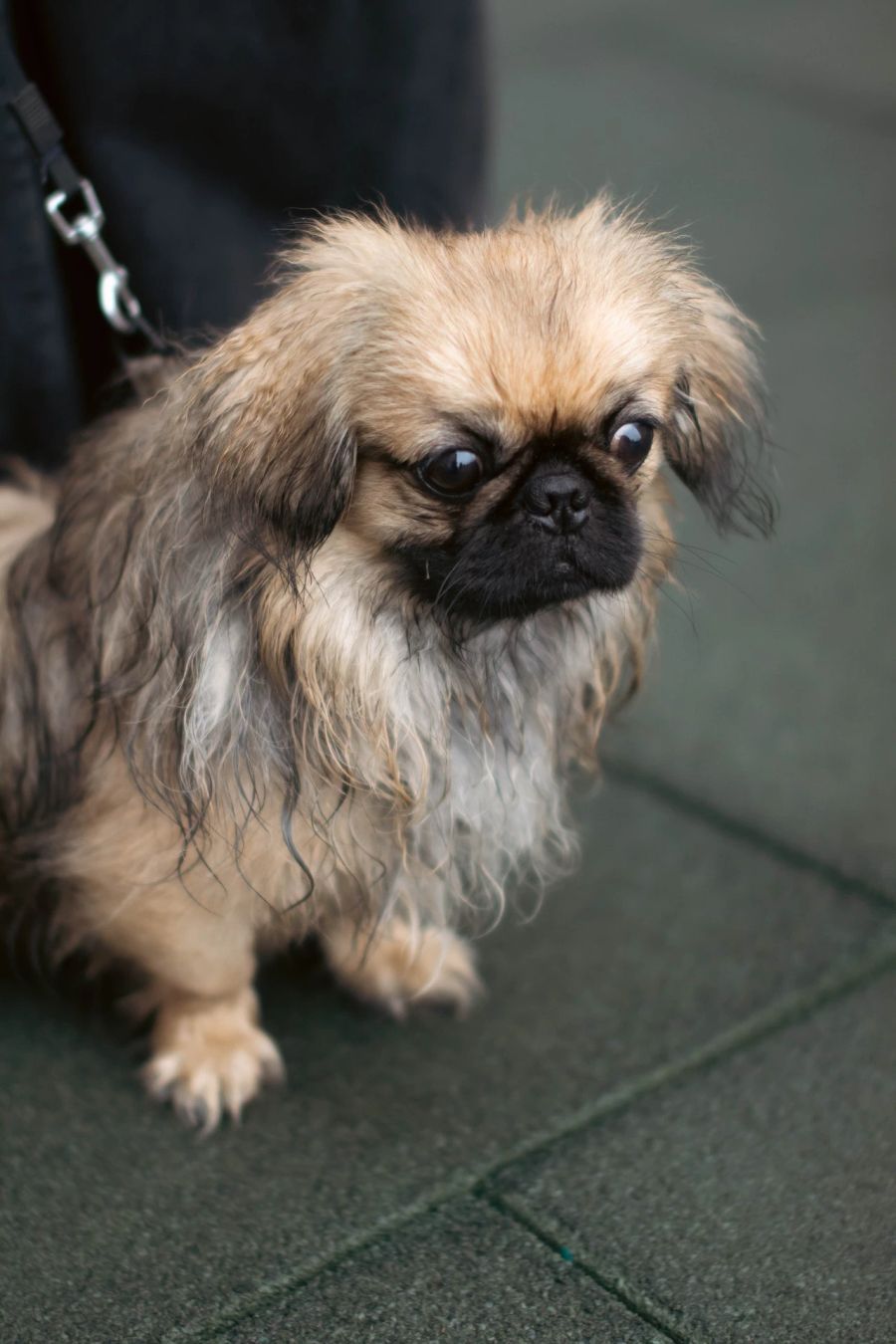 Pekinese