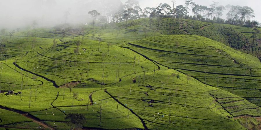 Teeplantage auf Sri Lanka