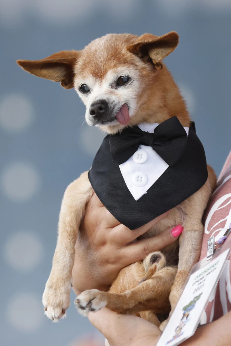 Er setzte sich gegen 8 weitere Hunde durch. Darunter der 16-jährige Chicuahua Harold Bartholomew...