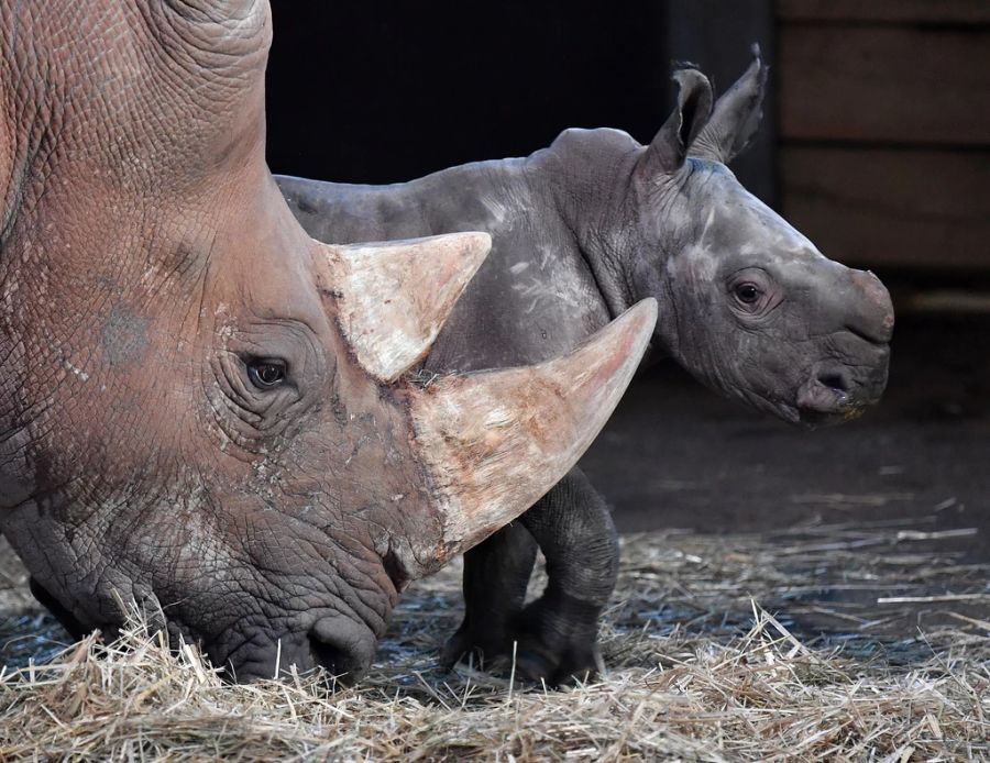 Die Innenanlage bleibt gesperrt, wie es an der Pressekonferenz hiess: Nashorn Yeti soll die Tierpflegerin mit ihrem Horn aufgespiesst haben. (Symbolbild)