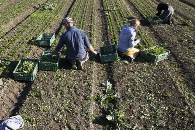 Landwirtschaft