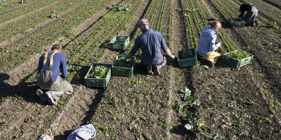 Dank einer neuen Klimastrategie des Bundes für die Landwirtschaft soll das Schweizer Ernährungssystem nachhaltiger und die Ernährungssicherheit gestärkt werden. (Archivbild)