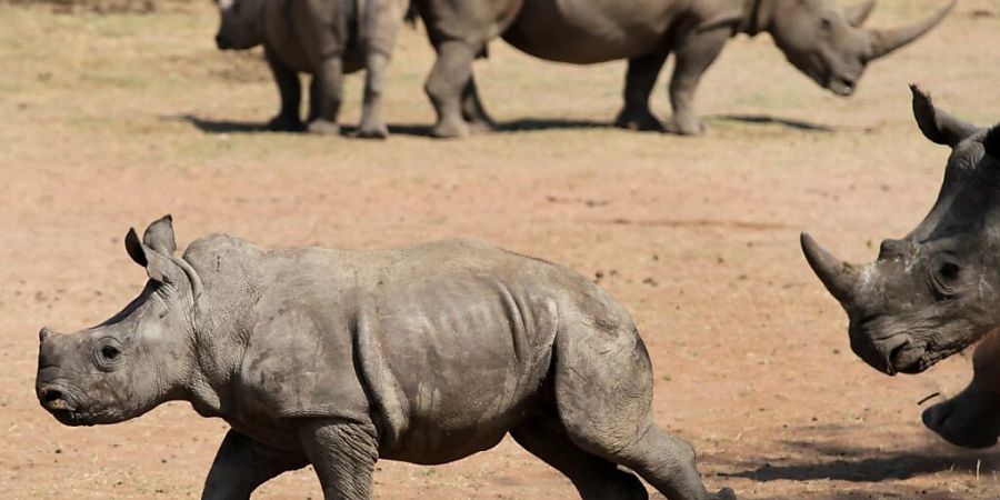 Auf dem afrikanischen Kontinent sind erstmals seit einem Jahrzehnt mehr Nashörner als im Vorjahr festgestellt worden. Wie die Weltnaturschutzunion (IUCN) am Donnerstag bekannt gab, lebten Ende 2022 fast 23'300 Nashörner in Afrika. (Archivbild)