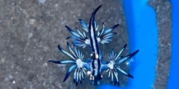 blauer drachen