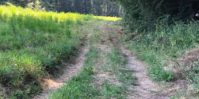 Der Waldweg führt zu Sense