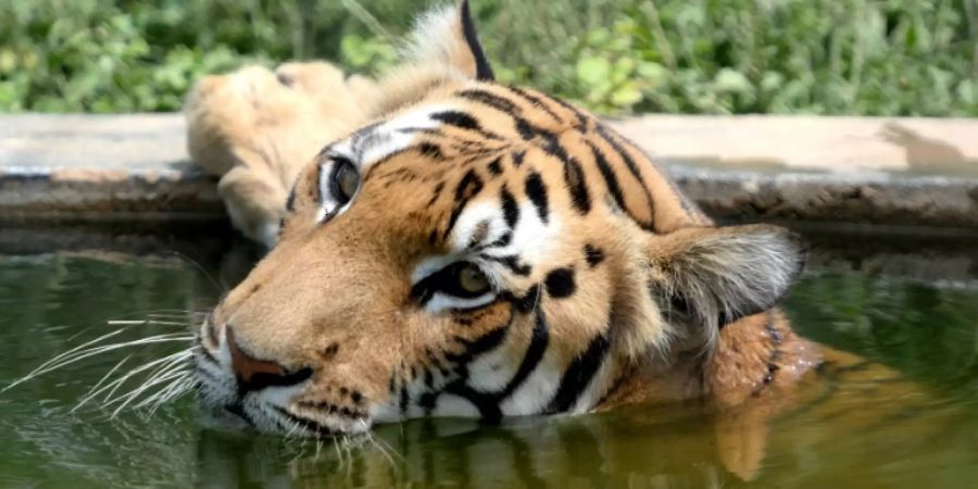 Ein Königstiger in einem Zoo in Indien