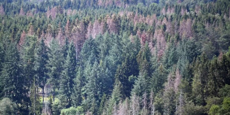 Geschädigte Bäume in einem Wald