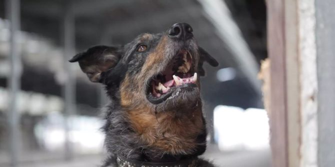 Hund