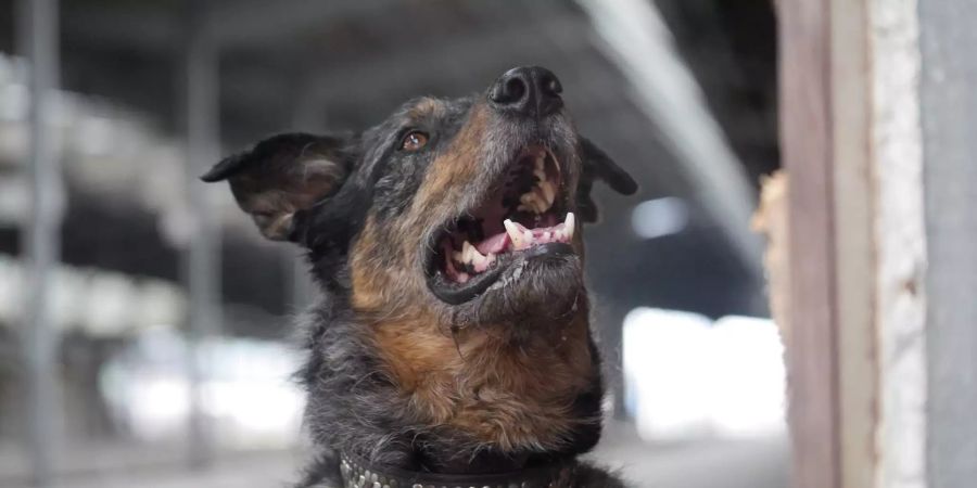 Hund