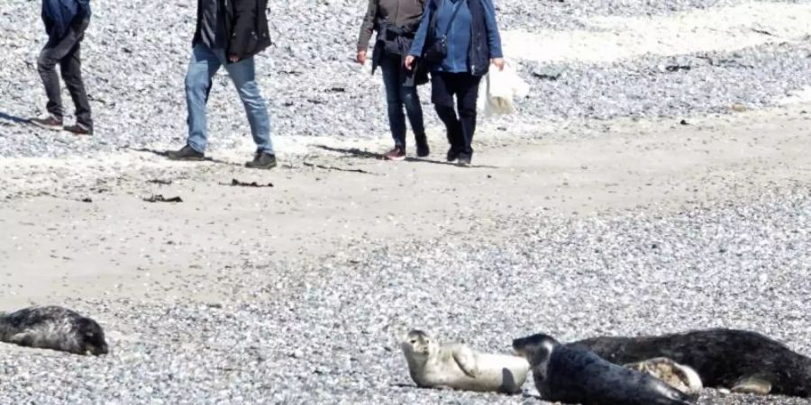Besonders im Sommer kommen am Südstrand häufig Badegäste, Tagesgäste und Meeressäuger auf sehr engem Raum zusammen. Foto: Carsten Rehder