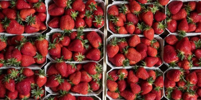 Bonn/Berlin - Erdbeeren werden dieses Jahr etwas teurer
