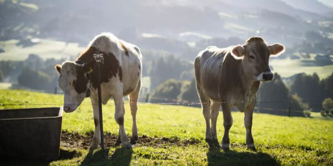 Die Zahl der Nutztiere soll um 25 Prozent reduziert werden. kühe