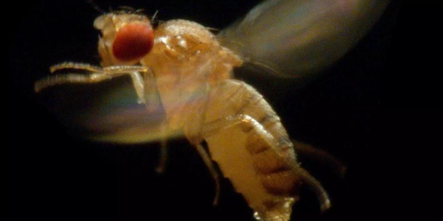 Drosophila melanogaster