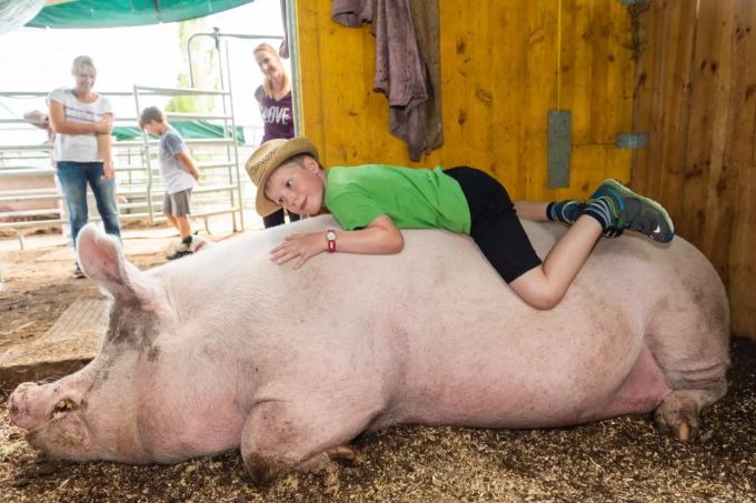Ein ausgezeichnetes Kissen für den Jungen. Auch dem Schwein von der Tier-Arche scheint es zu gefallen. Tier-Arche Hägendorf Hoffest