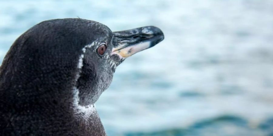 Galapagos-Pinguine werden nur bis zu 35 Zentimeter gross