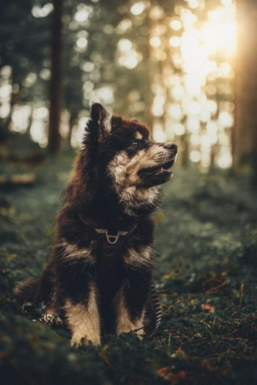 Ein Hund in der Natur