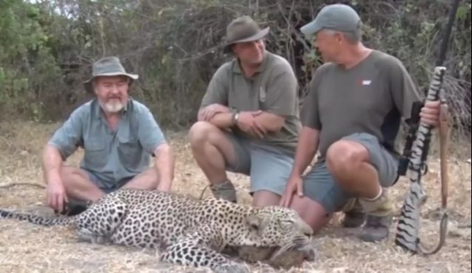 Die Leoparden gelten als vom Aussterben bedroht. Die Wildtierjäger machen davor keinen Halt. jagdsafari