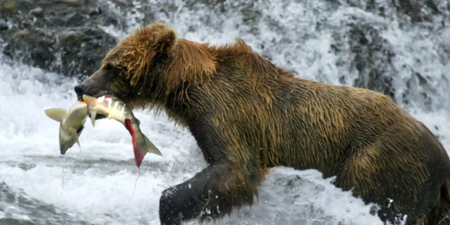 Der Import von Fisch in die Schweiz ist in den letzten acht Jahren um 5 Prozent gestiegen. Einen regelrechten Bärenhunger entwickelten Konsumenten auf Lachs: Von diesem mittlerweile erschwinglich gewordenen Luxusprodukt wurde fünf Mal mehr eingeführt als 2012. (Symbolbild)