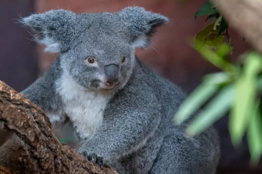 Koalaweibchen Pippa