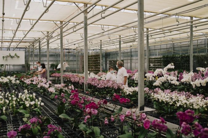 Die ausgewachsenen Orchideen konnten direkt gekauft werden.