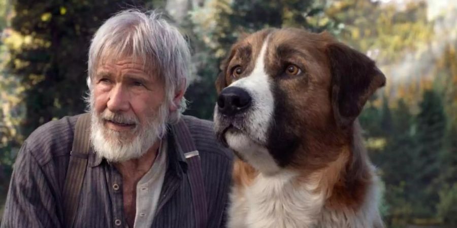 Zusammen mit seinem Hund Buck schlägt sich John Thornton (Harrison Ford) in der Wildnis Alaskas durch. Foto: -/Twentieth Century Fox/dpa