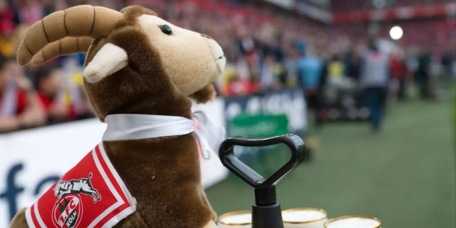 Der Geissbock wird bei den Fans des 1. FC Köln verehrt.