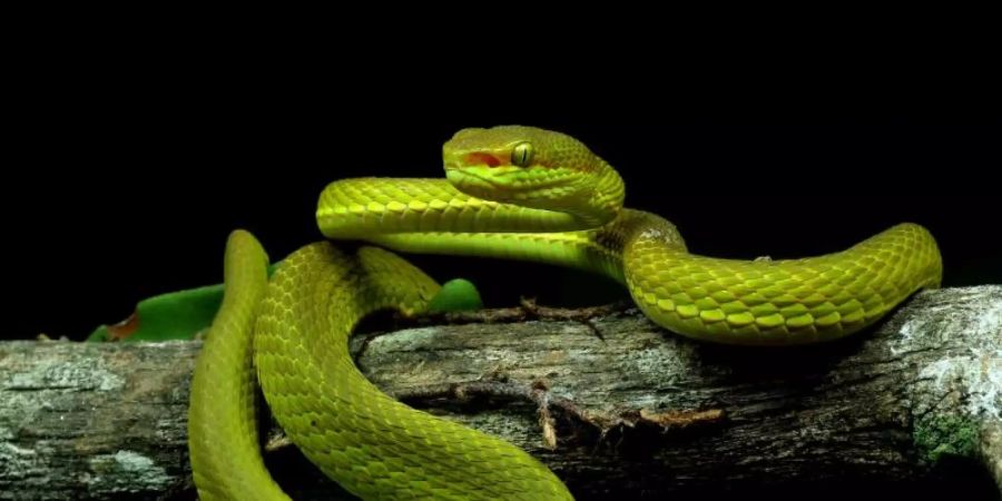 Trimeresurus salazar ist schön - und giftig. Foto: Zeeshan A. Mirza/dpa