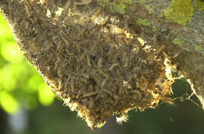 Ein Gespinst des Eichen-Prozessionsspinners. Raupe Oppligen