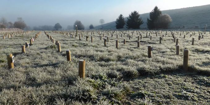 Das Experiment ist das grösste Experiment für Biodiversität und Ökosystemfunktionen in der Schweiz. Münchenbuchsee
