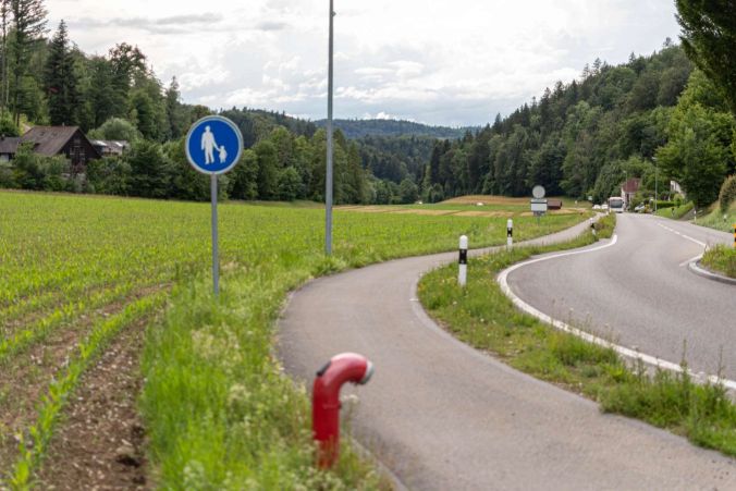 Junge Maispflanzen neben der Strasse zu Teufenthal.