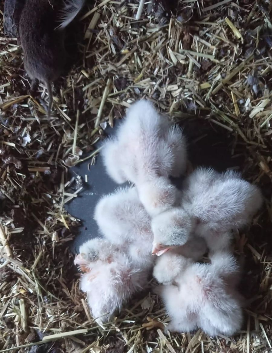 Die jungen Küken: ein Haufen flauschiger Federbälle.