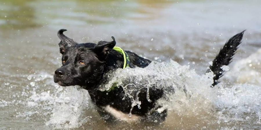 Hund im Wasser