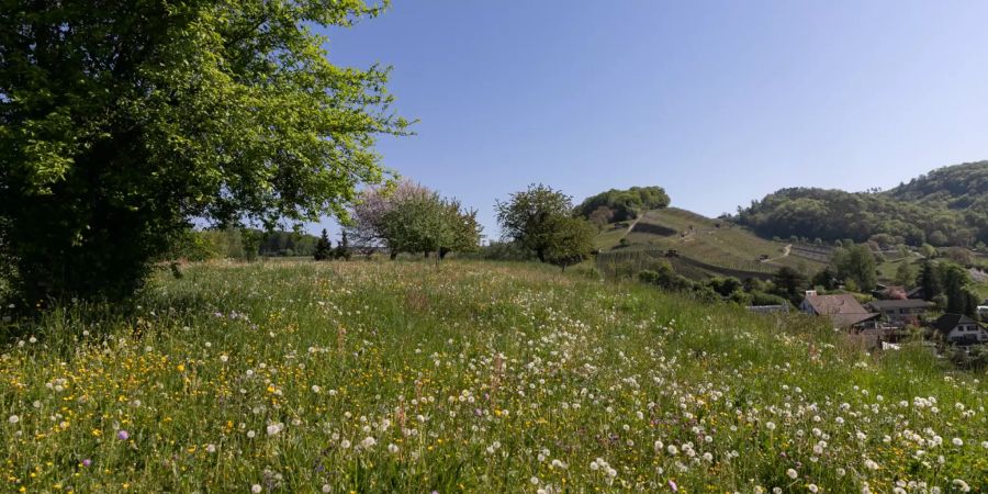 Die Landschaft bei Birmenstorf (AG). - Bezirk Baden