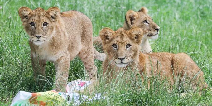 Die drei knapp sechs Monate alten kleinen Löwen, Elsa (l-r), Hanna und Mateo, liegen nach ihrer Taufe im Gras. Ursprünglich umfasste der Wurf fünf Löwenjungen. Leipziger Löwenbabys getauft