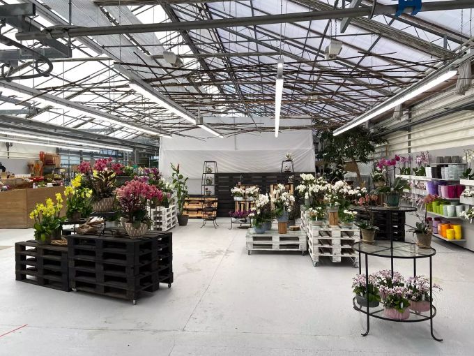 Das Orchideenparadies von Hanspeter Meyer in Wangen hat wieder geöffnet. Orchideenparadies Wangen