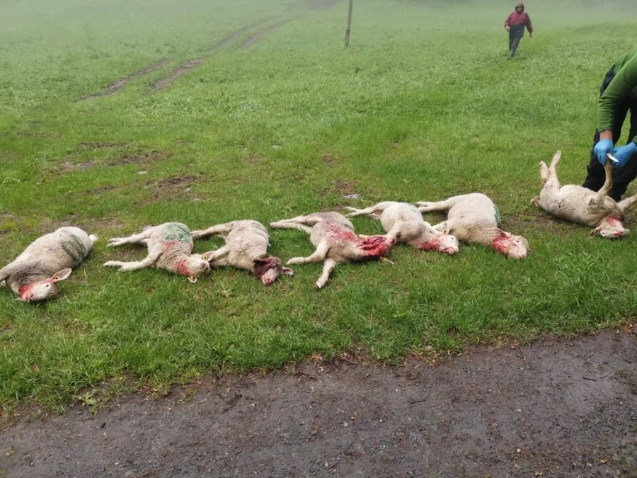 Sieben der acht gerissenen Schafe.