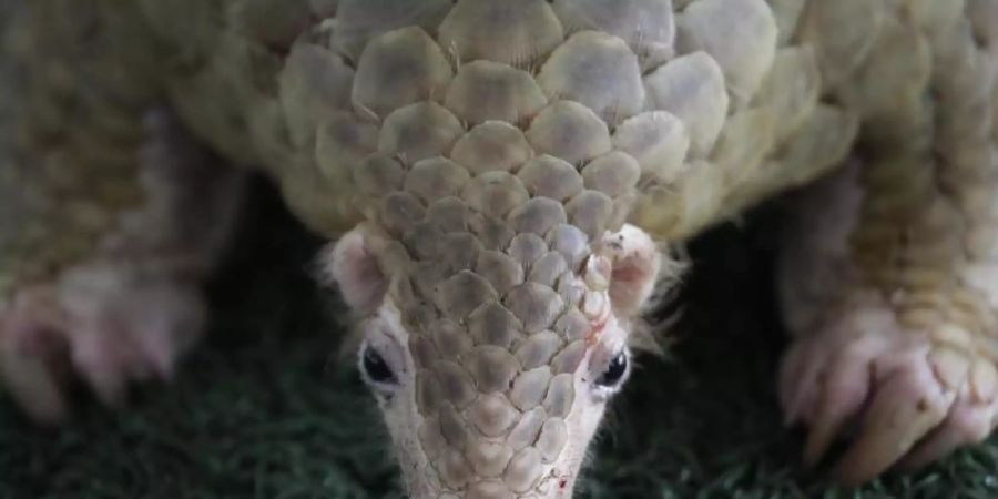 Pangolin