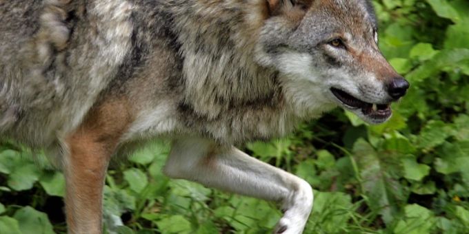 Durch eine aktive Regulierung sollen die Wolfsbestände regional so gehalten werden, dass sie für die Tierhaltung tolerierbar sind. Die Umweltkommission des Nationalrats hat am Dienstag einem entsprechenden Vorschlag ihrer Schwesterkommission zugestimmt. (Themenbild) Durch eine aktive Regulierung sollen die Wolfsbestände regional so gehalten werden, dass sie für die Tierhaltung tolerierbar sind. Die Umweltkommission des Nationalrats hat am Dienstag einem entsprechenden Vorschlag ihrer Schwesterkommission zugestimmt. (Themenbild)