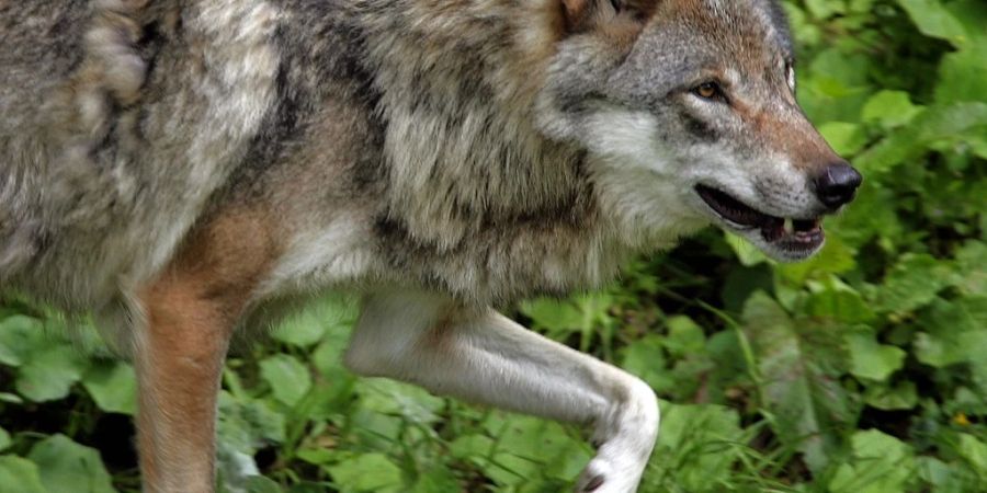 Durch eine aktive Regulierung sollen die Wolfsbestände regional so gehalten werden, dass sie für die Tierhaltung tolerierbar sind. Die Umweltkommission des Nationalrats hat am Dienstag einem entsprechenden Vorschlag ihrer Schwesterkommission zugestimmt. (Themenbild)