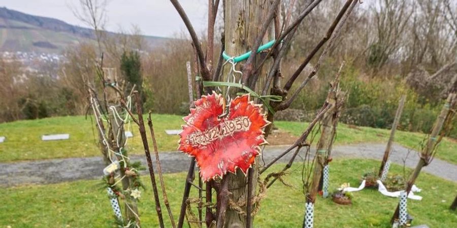 Auf dem Friedweinberg auf dem Bergfriedhof können Verstorbene die letzte Ruhe unter Weinreben finden. Foto: Thomas Frey/dpa