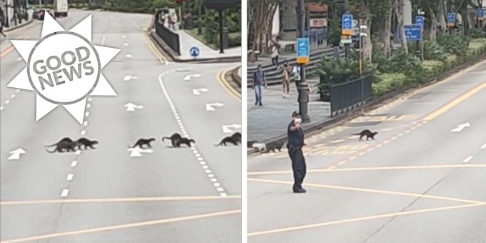 Good News - Polizei bringt eine Otter-Familie sicher über die Strasse