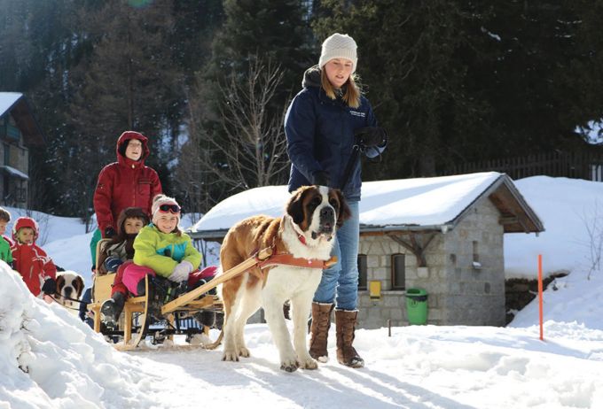 Winterwanderung mit Berhardinern. Winterwanderung mit Bernhardinern.