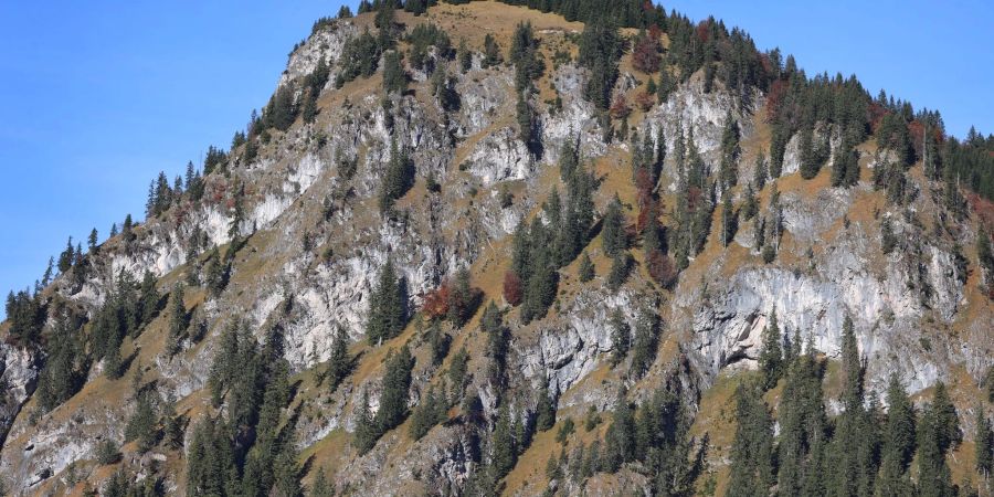 Nadelbäume stehen in den Steillagen der Allgäuer Alpen. Deutschlands Alpen wachsen mit Wäldern zu. Das ist eine Folge des Klimawandels.