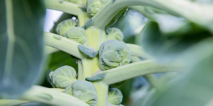 Rosenkohl in Bioqualität wird auf einem Acker angebaut. 2021 wurde eine überdurchschnittliche Gemüseernte eingefahren - wegen günstiger Witterung. Foto: Rolf Vennenbernd/dpa Rosenkohl in Bioqualität wird auf einem Acker angebaut. 2021 wurde eine überdurchschnittliche Gemüseernte eingefahren - wegen günstiger Witterung. Foto: Rolf Vennenbernd/dpa
