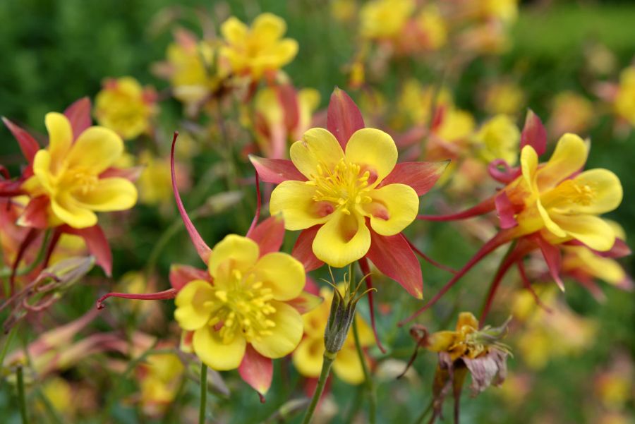 Akelei gelb Blüten Wiese